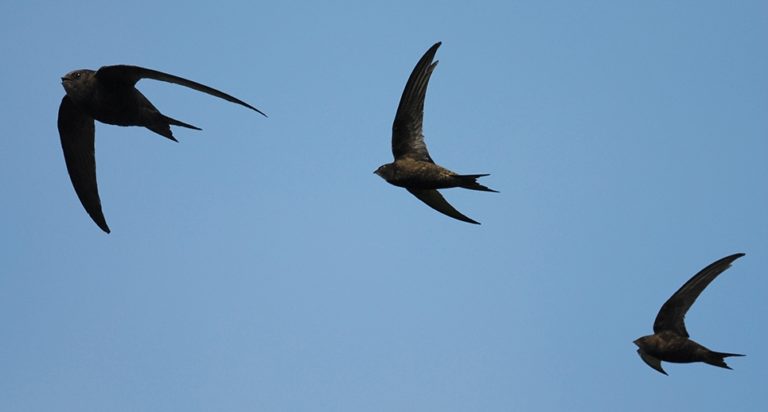 Volo di rondoni comuni