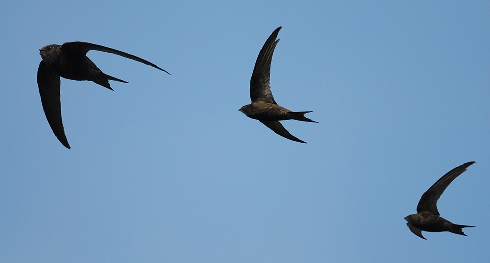 Volo di rondoni comuni