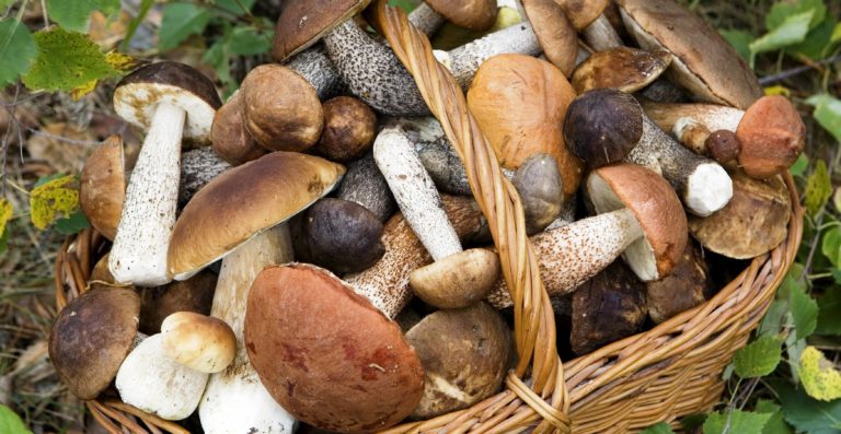acli funghi