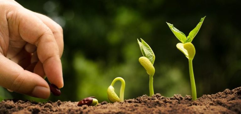 Seedling and Plant sprout growing step over green backgound