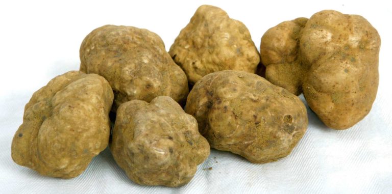 acli tartufo
