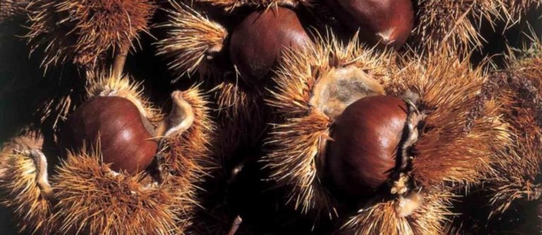 acli castagne