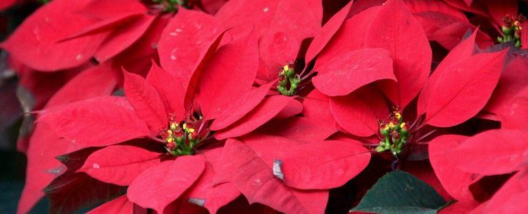 acli stella natale ail