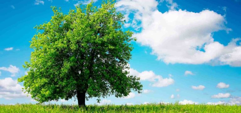 acli alberi