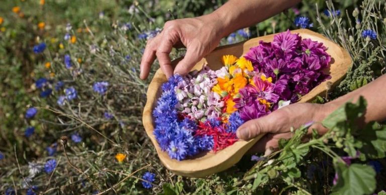 acli piante officinali