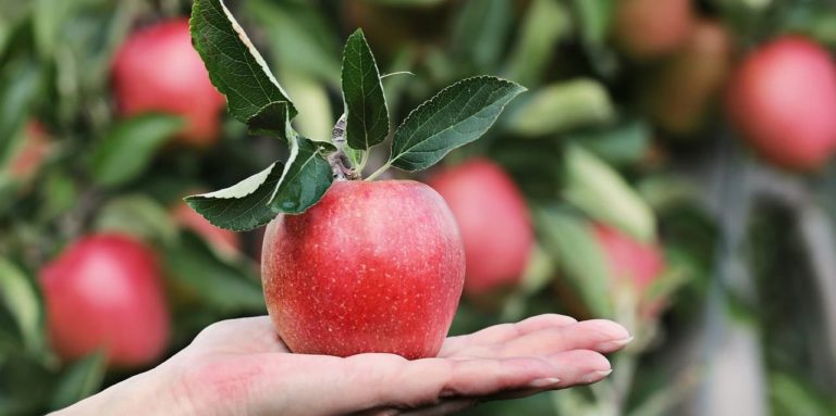 acli filiera alimentare