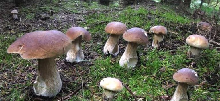 acli funghi
