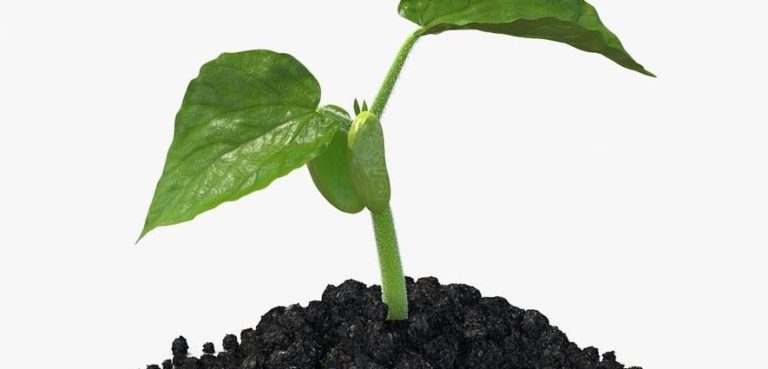 acli piantiamola!