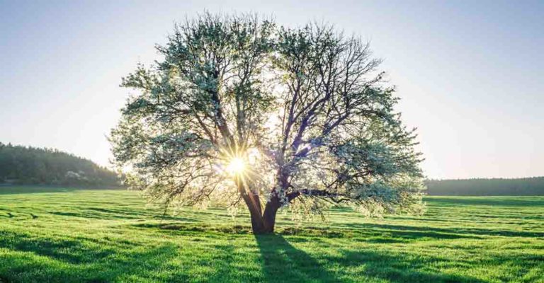 acli ambiente clima
