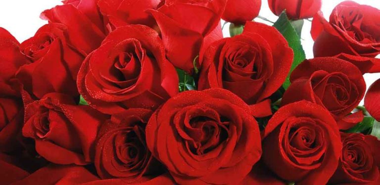 acli esch rose scarlatte