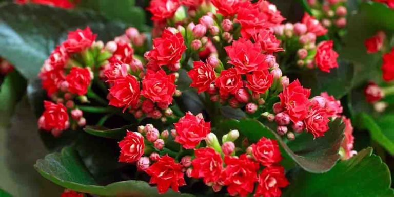 acli trecella mamma fiori