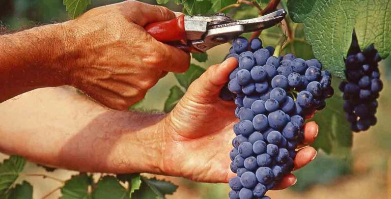 acli vendemmia