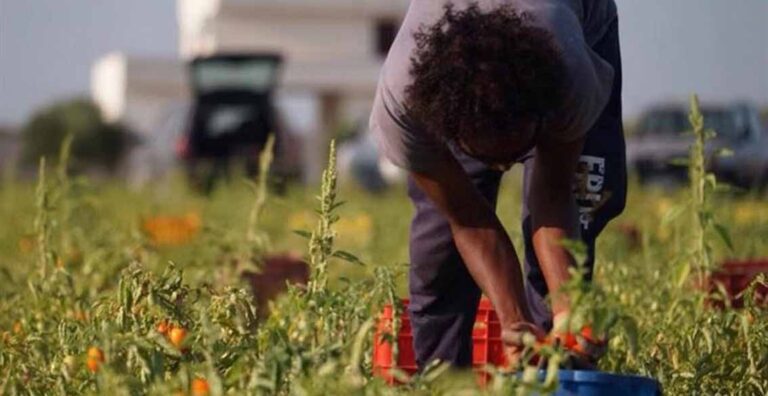 acli lavoro sfruttamento agricoltura