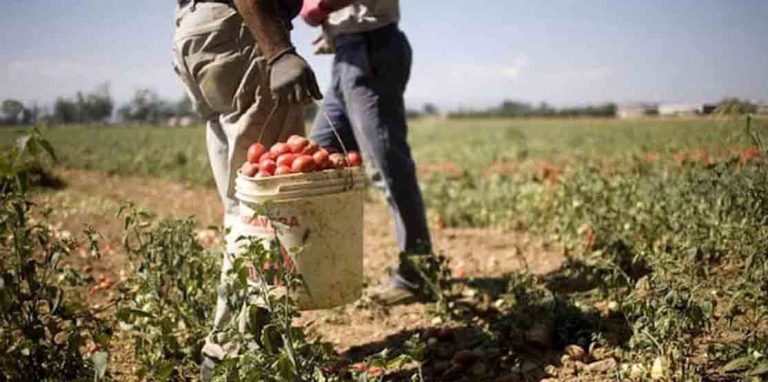 acli lavoro campi immigrati