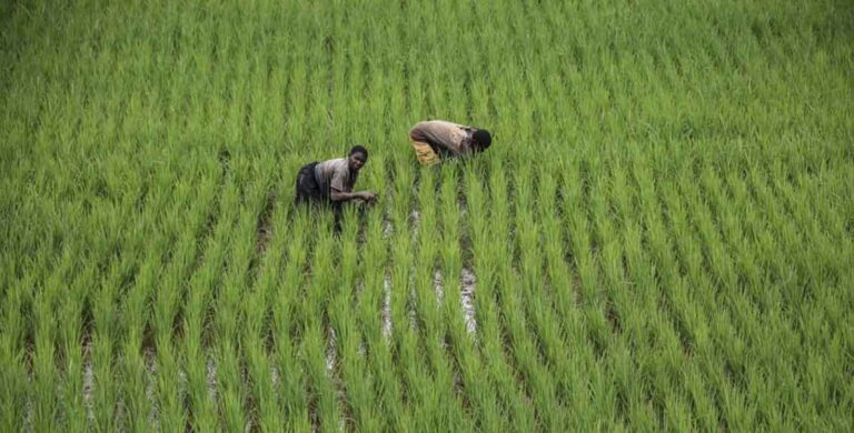 acli africa agricoltura