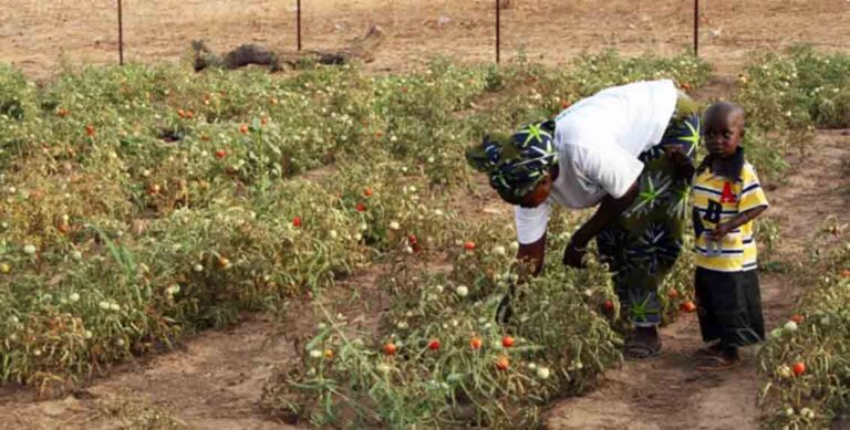 enaip agricoltura senegal