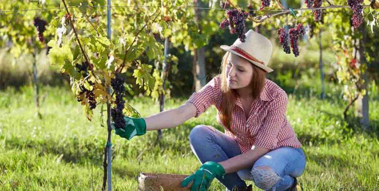 acli donna lavoro vino