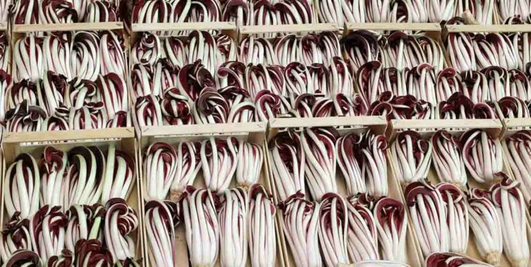 acli martellago radicchio rosso tardivo