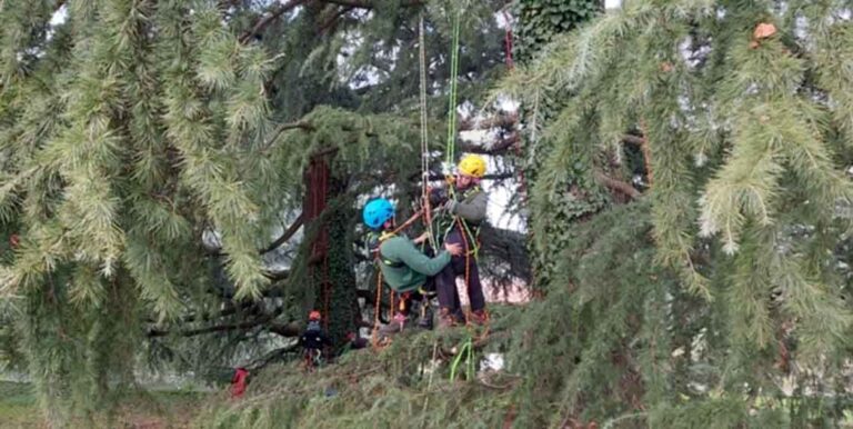 enaip monticello tree-climbing